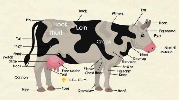 Livestock terminology crossword answer key