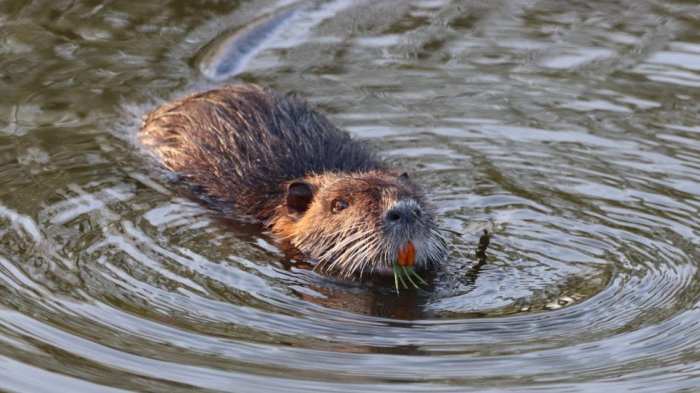 How beaver stole fire from the pines